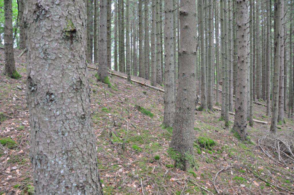 Höör Sjunnerup 2:6 Skog Fastigheten består enligt skogsinventering från 2018 (Silvakonsult AB) av 8,1 ha produktiv skogsmark. Trädslagsfördelning bl a 60 % gran, 18 % björk, 9 % ek och 7 % övrigt löv.