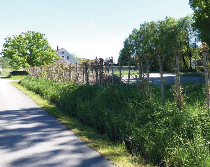 Figur 17: Zon 4 -Gräsmark österut på tomten (bilden från s. 21 Kulturmiljöutredningen) 16:2 En rotkartering behövs för en av de två särskild skyddsvärda träd (träd nr. 14).