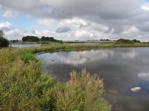 Uppföljning av växt- och djurliv Inventering av 15 våtmarker 2013 Ett av huvudsyftena med anläggning och restaurering av våtmarker är att främja biologisk mångfald i närområdet.