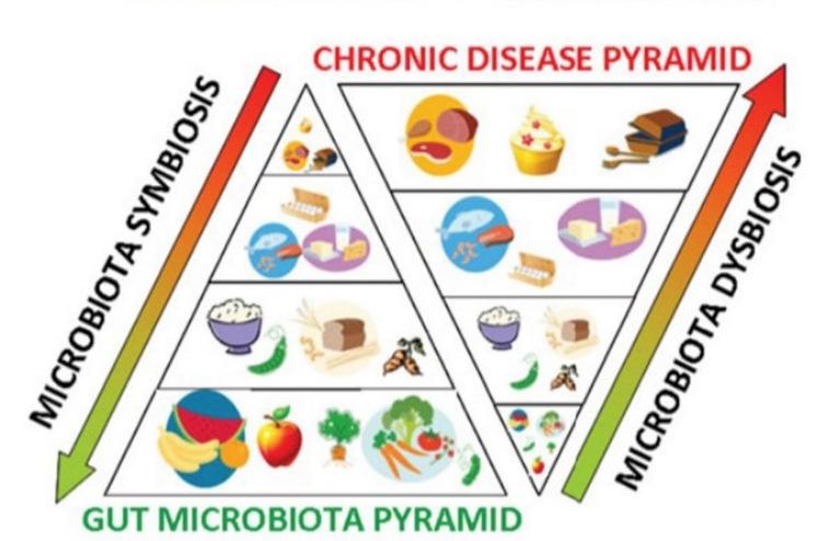 Tarmfloran=Mikrobiotan vid låg FODMAP kost PREBIOTIKA Ämnen som stimulerar tillväxt av