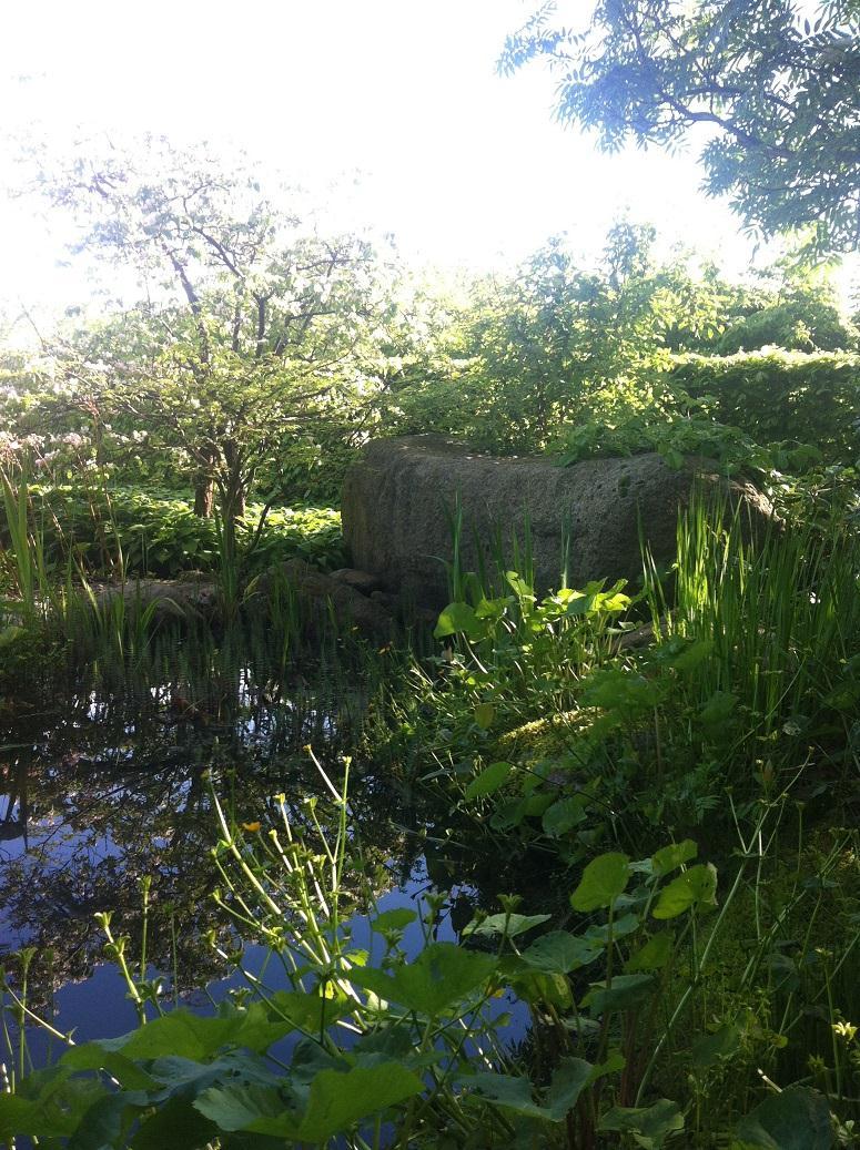 Figur 2: Elementen sten och vatten skapar en miljö som ställer låga krav. (Foto: Isabella Vamborg 2014-05-16) Efter olyckan kände Ottosson ett väldigt starkt behov att gå ut i naturen varje dag.