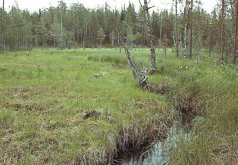 kråkvicker, vitmåra, smultron, fyrkantig johannesört, daggkåpa och brudsporre. Den blomrika floran på friskängen håller sig bäst genom en regelbunden slåtter som görs först efter blomningen.