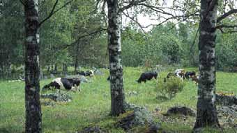 Ängarna med sin blomrikedom och skogsdungarna med lövträd utgör livsmiljöer för många insektarter. Skötseln av lövängarna börjar med en vår - städning.