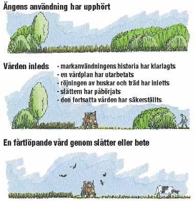 Rekommendationder På de områden som skall iståndsättas borde man sprida ut gallringen av träden över flera år. En alltför kraftig gallring gör att ytvegetationen blir frodig.