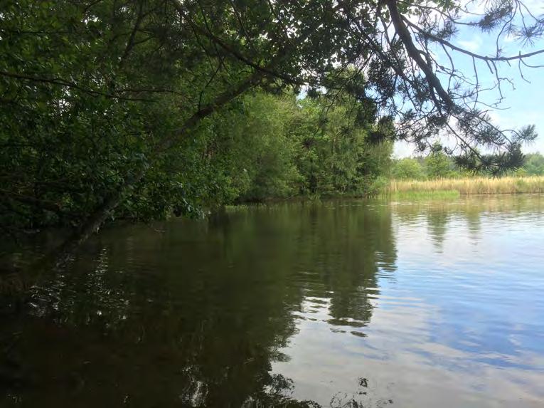 Uppdrag Naturcentrum AB har under juli 2015 och juni-augusti 2016 genomfört en fördjupad fladdermusinventering på uppdrag av Trollhättans Stad i Knorrenområdet med omgivningar vid Göta älv.