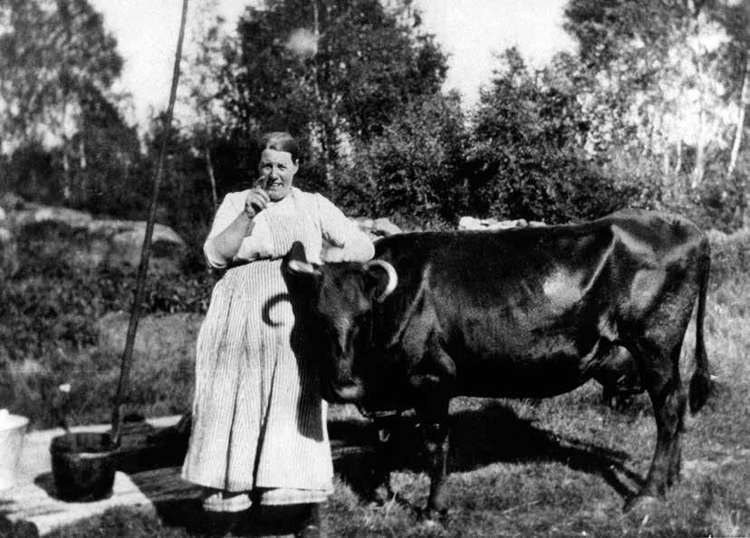 Tilda Andersdotter med sin ko vid brunnen på Solliden. Bilden är tagen på 1920-talet. Fotografen okänd. Paret bodde inledningsvis på torpet Stenbacken, tillsammans med en piga.