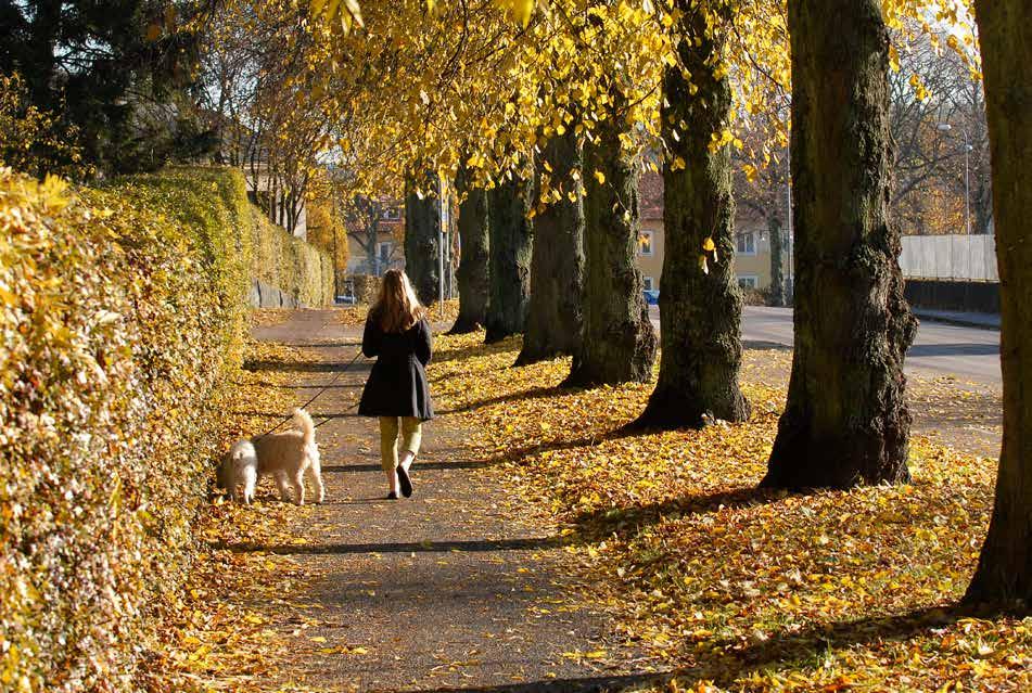 Inledning Inledning Därför ska staden prioritera fotgängare Allt för ofta underskattas gåendets många aspekter och vikt för en hållbar stad.