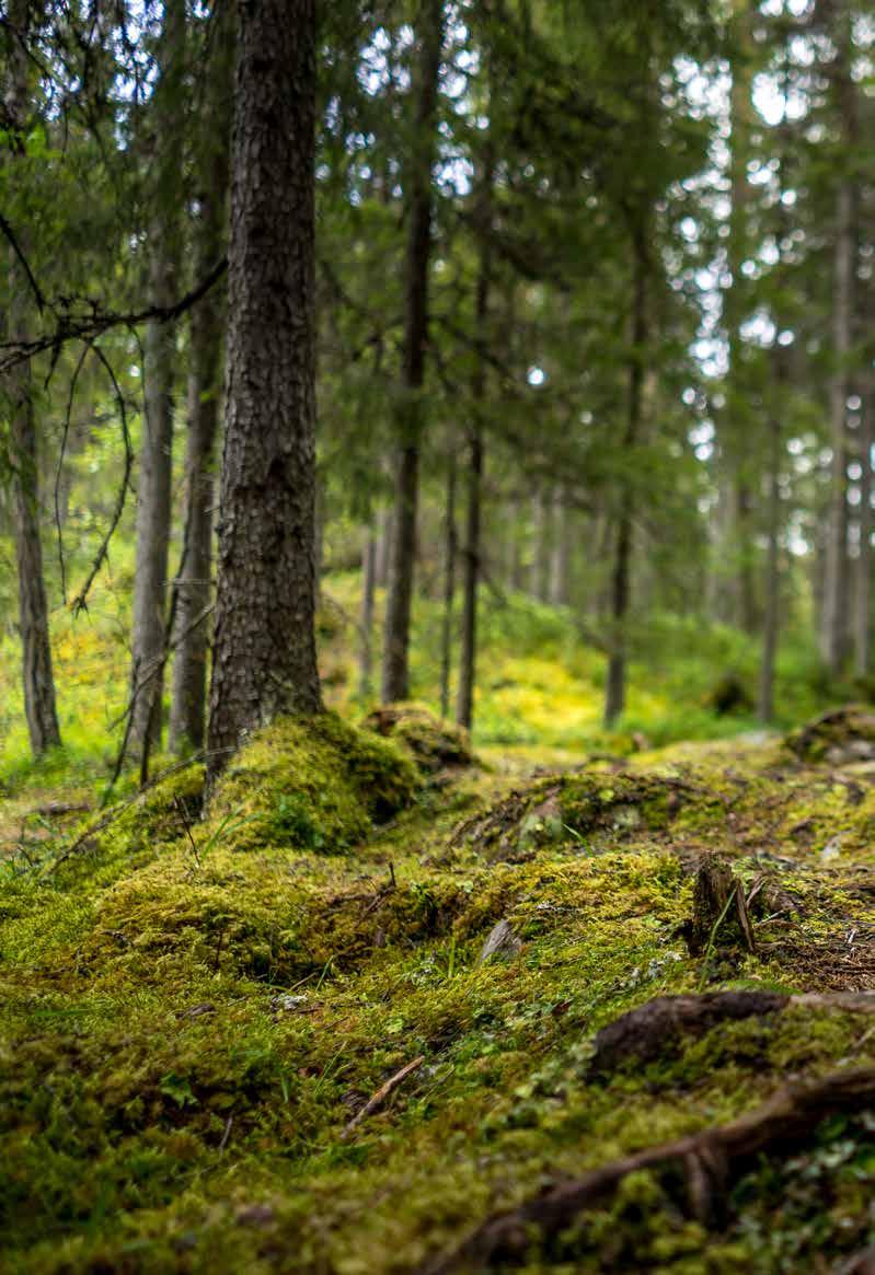 VINJETT rent skogs korv skinn FOTO: SHUTTERSTOCK //////////////////////////////////////////////////////////////////////////////////////////////////////////// Att göra korvskinn av den svenska skogen