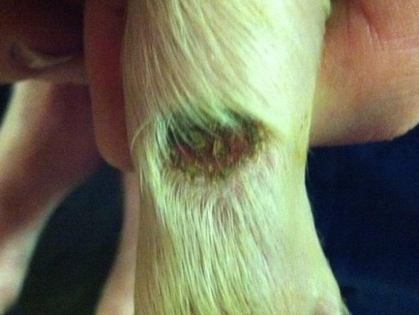 Bild 1: Typiska sår på knäna efter cirka en vecka. Bild 2: