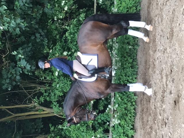 6. DI MERCY 7-årigt valack mkh 162 cm e. Vladimir-Briar-Anart. Startat MSV A: 1 med placeringar i MSV B. En okomplicerad häst som är lättriden för vem som helst och alltid gör sitt bästa.