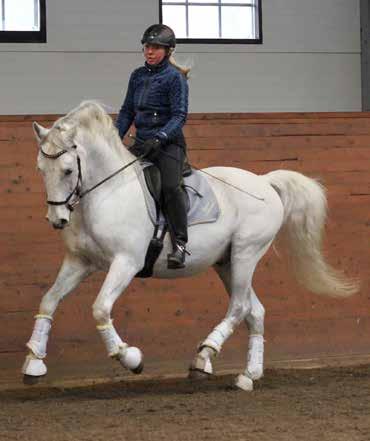 Vacker hingst av mycket god rastyp och med tre riktigt luftiga och bra gångarter. Mild i sitt temperament och väldigt arbetsvillig under ryttare. Han erhöll hela 40 poäng vid sitt bruksprov 2010.