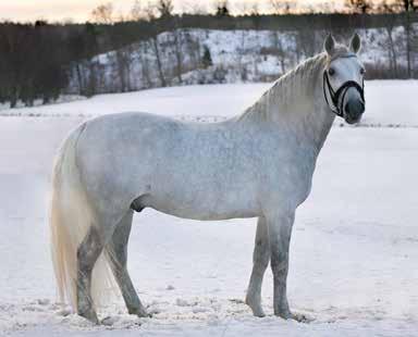 Avelsvärdering på Axevalla 8 april Två lipizzanerhingstar kom till visning vid avelsvärderingen för hingstar den 8 april i Axevalla, Skara.