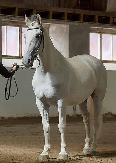 CAPRIOLE Avsändare: Svenska Lipizzanerföreningen c/o Fastén Kuba 118 893 92 BJÄSTA Årets Lipizzaner 2016 Pluto Bartok f. 2002 e. 17 Pluto Ramon u.