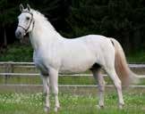 Godkända lipizzanerhingstar På den här sidan presenteras de