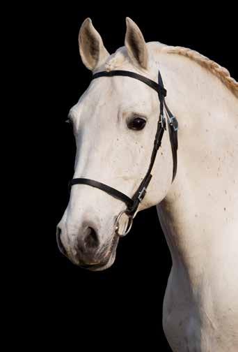 21 Siglavy Capriola Convoj Convoj är en mycket trevlig hingst med utmärkt temperament. Han är en mycket rastypisk lipizzaner med taktmässiga gångarter.