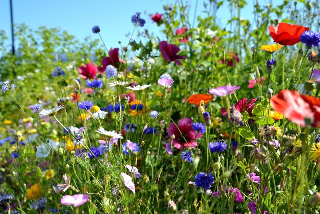 2. Varför ett kultur- och fritidspolitiskt program Kumla kommuns vision är att fortsätta vara en kommun som växer och blomstrar.