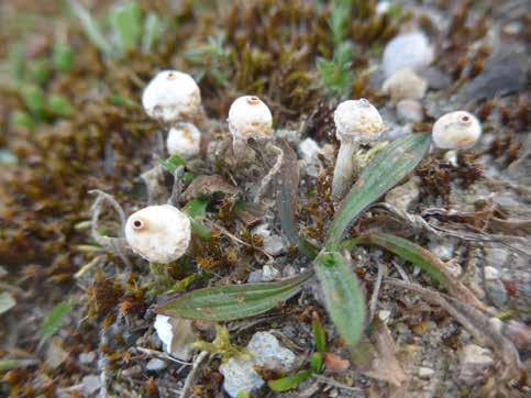 Exkursionen till Klagshamn 9 april 2016 Text och foto: Joachim Krumlinde Enligt programmet skulle vi leta efter en liten kärnsvamp med det vetenskapliga namnet Xylaria oxyacanthae (inget svenskt