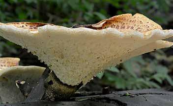 Fjällticka, Polyporus squamosus solen fick vi också se hur en hel årskull små skogsödlor plötsligt myllrade ut för att söka värme på de stockar vi just letade svamp på.