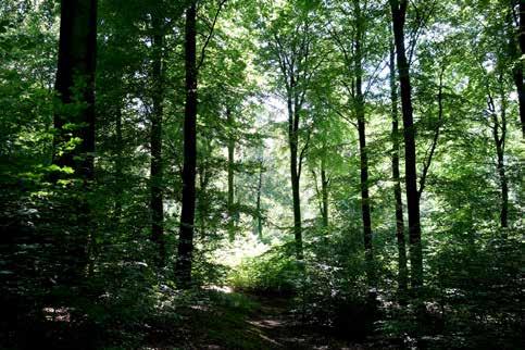 Lördag 15 oktober. Åvarps fälad NR. Ängssvampar som vaxskivlingar, hagfingersvampar och kanske även jordtungor. Samling: Billesholms kyrka, kl 10.00. Ansvarig: Bengt Herzman 070-203 59 15.