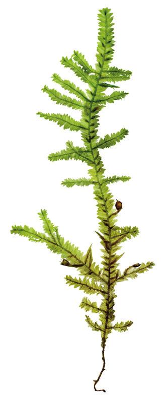 Annonssida Vässa dina kunskaper!