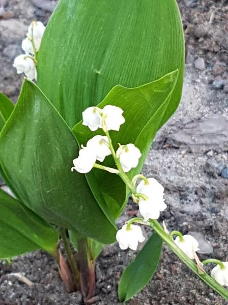 trevlig oas i stället.