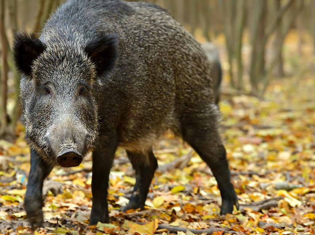 ENKEL JAKT MED VILDSVINSTJÄRA VILDSVINSTJÄRA Auson Vildsvinstjära används för att förenkla jakten på vildsvin.