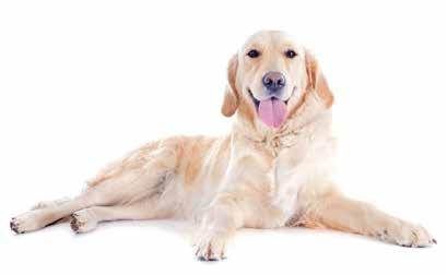 Att söka hundar eller ras I Avelsdata går det att söka både efter en viss hund och få listor på hundar som sorterats på exempelvis ras, kön, födelseår, veterinärdata och mentalbeskrivning.