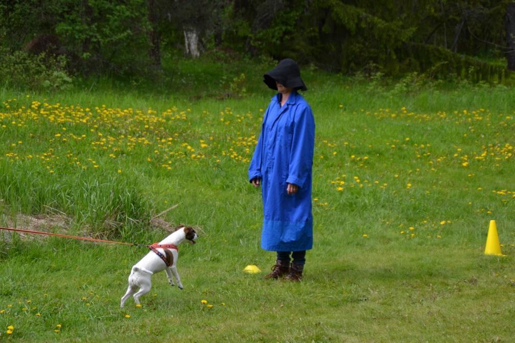 9/14 förutom MH (mentalhundsbeskrivning), BPH. Beteende- och personlighetsbeskrivning hund är en beskrivning vars syfte är att bidra till ökad kunskap om hundars mentalitet.