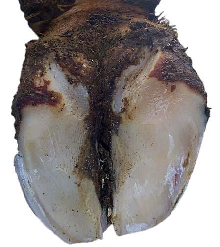 Balleforrådnelse