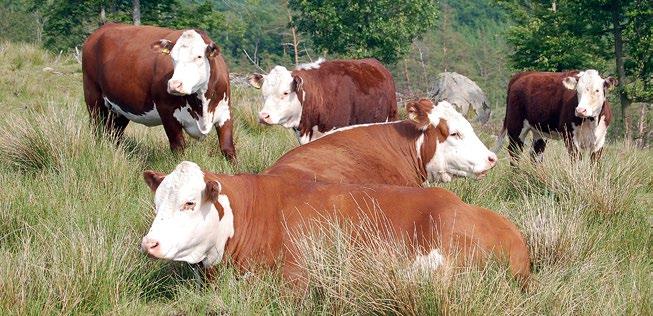 Hereford rasbeskrivning Ursprung Hereford är en mycket gammal, härdig köttras som har sitt ursprung i grevskapet Herefordshire i England.