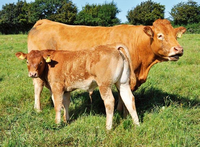 Tillväxt- och storleksmässigt intar Limousin en medelnivå i förhållande till de andra köttraserna.