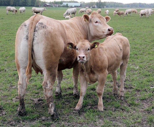 rasbeskrivning Blonde D Aquitaine Ursprung Köttras som ursprungligen kommer från södra Frankrike där den tidigare använts som dragdjur.