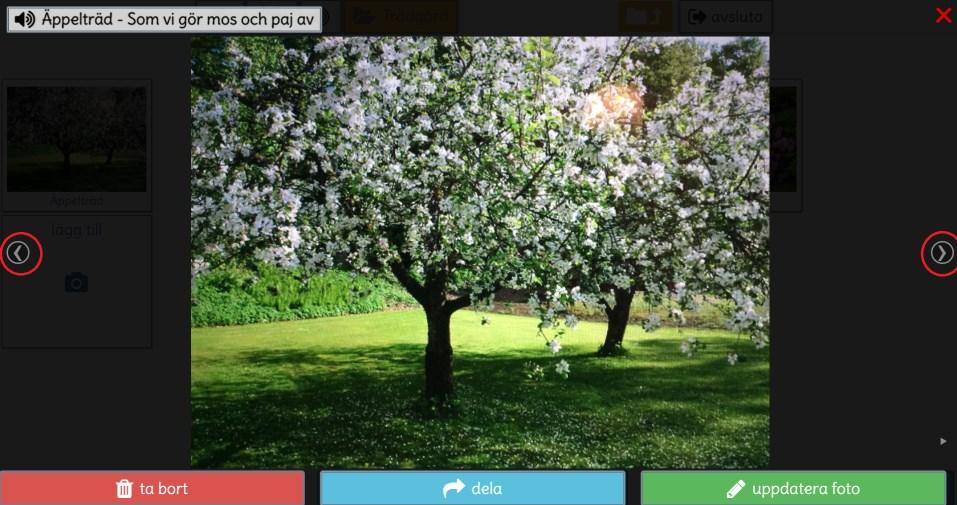 Bläddra bland bilder Det går att bläddra mellan alla bilder inuti ett album. Klicka på en av bilderna för att få upp den över hela skärmen. Då dyker det upp pilar på varje sida om bilden.