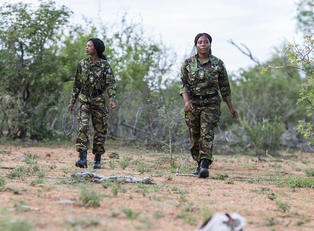 Om The Black Mambas Organisationen Transfrontier Africa grundade antitjuvjaktsgruppen The Black Mambas 2013 för att skydda Balule naturreservat mot tjuvjakt och nu skyddas samtliga områden inom