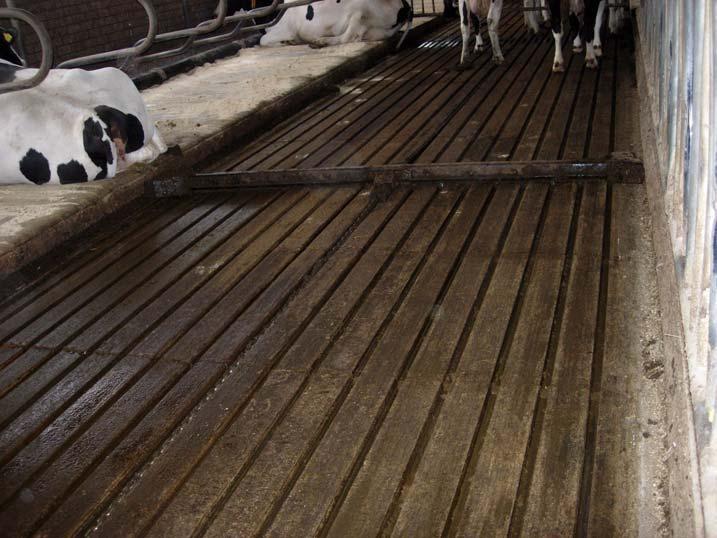 3.1.3 Utformning av helt golv Mycket forsknings- och utvecklingsarbete har gjorts framförallt i Holland för att få fram den bästa utformningen av helt golv för nötkreatur avseende ammoniakemission.