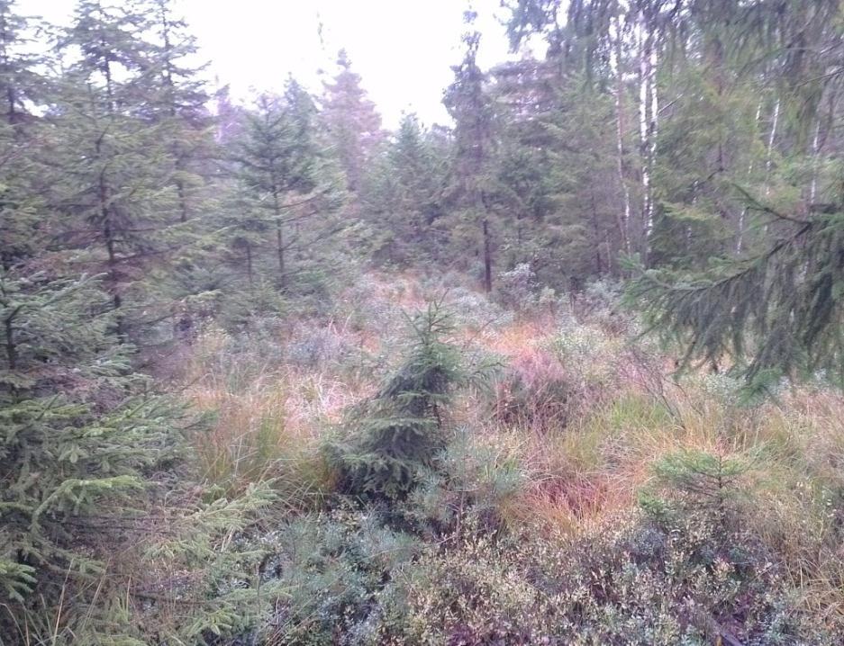 5 (18) 2 Topografi och markbeskaffenhet Marken utgörs av i huvudsak av naturmark (tät skogsmark, hyggen och våtmarker).