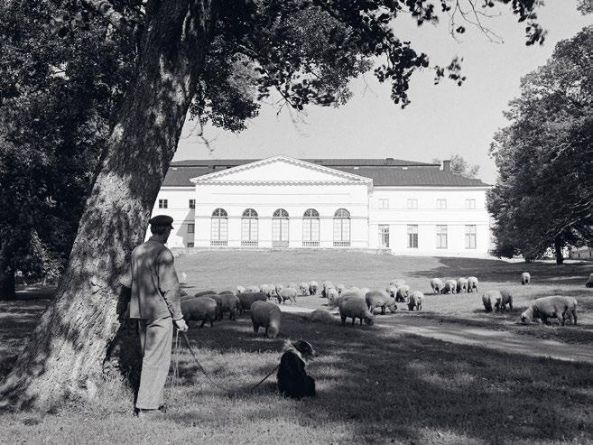 Nederst: Fårbete i Drottningholms slottspark med Drottningholmsteatern i fonden. Bilden är tagen 1942.