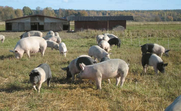 Danska Friland höjer temperaturen på svenska marknaden för ekogris Danish Crowns helägda bolag Friland går nu in på den svenska KRAV-grismarknaden och höjer priset.