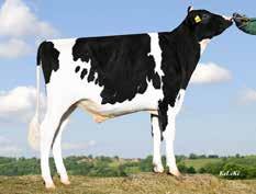 Charming Stmb nr 379 Kod nr 9-7690 F: Chevalier M: HLM Le VG-85 Custos Stmb nr 282 Kod nr 9-7651 F: Commander M: Biscaya VG-85 MF: Enforcer MM: HLM Le Rose VG-86 MF: Epic MM: Baja MMF: