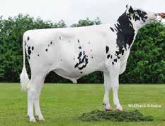 Martinius Stmb nr 140 Kod nr 9-7613 F: Missouri M: Fantasie Nugget RDC Stmb nr 136 Kod nr 9-7586 F: Numero Uno M: Saskia VG-85 MF: Fanatic MM: Ahof Gisa MF: Destry MM: Saskia VG-87 MMF: Gibor MMM: