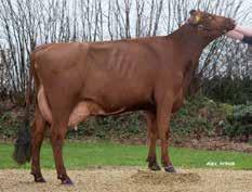 RB, Angler Nacet Stmb nr 5866 Kod nr 9-1467 F: R Facet M: Lucille VG-85 Saba Stmb nr 08 Kod nr 9-1468 F: VR Balfa M: Madonna VG-87 MF: Gunnarstorp MM: Fibrille VG- MF: Fundus MM: Ebba VG- MMF: Zober