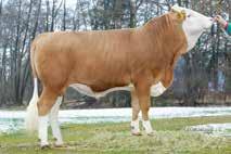 Flechvieh SPERMEX - Your reliable source of top genetics for all your breeding requirements! SPERMEX - Your reliable source of top genetics for all your breeding requirements! Manolo Pp HB: 10/856830 LOM: DE 09 484774 born: * 16.