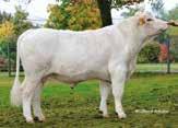 Piemontese LATINO 10.204433 Born: 17.12.2012 Reg.