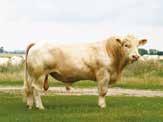 Ibrido Rosali Latino Performance (own) GGE kg 42 200 Days