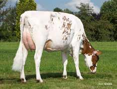 grzs grzn grzr Hälsa RZFit 139 539 kg 0,27 % 48 kg 0,26 % 44 kg Kalvn far Kalvn mf Mjölkbarhet Lynne Hull aaa 426153 JK Eder All P red VG-85 sdjup bakifrån djup ligament 32 131 134 134 t t 88 Felfri