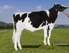 87 3 aaa 243165 AB A1/A1 sexad 684 kg 0,32 % 56 kg 0,15 % 36 kg 270 Cassis sdjup bakifrån djup ligament 18 t t 88 Medelstora kor med mycket juverexteriör, hälsoegenskapena är på topp samt