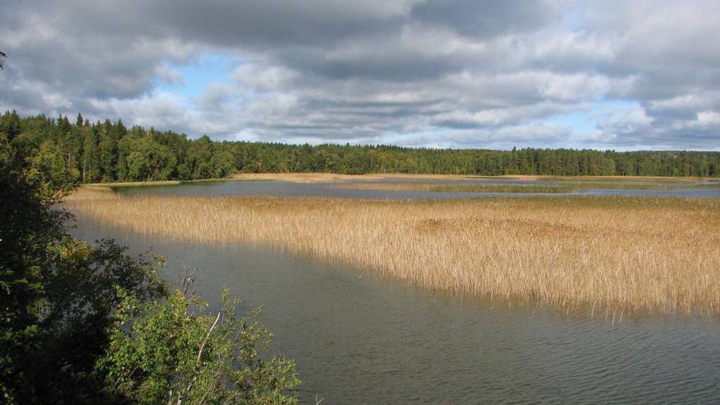 Åtgärdsförslag 1. Sjörestaurering Ändsjöns bladvassar breder ut sig över sjön och de utgör en gynnsam faktor i fågelsjön.