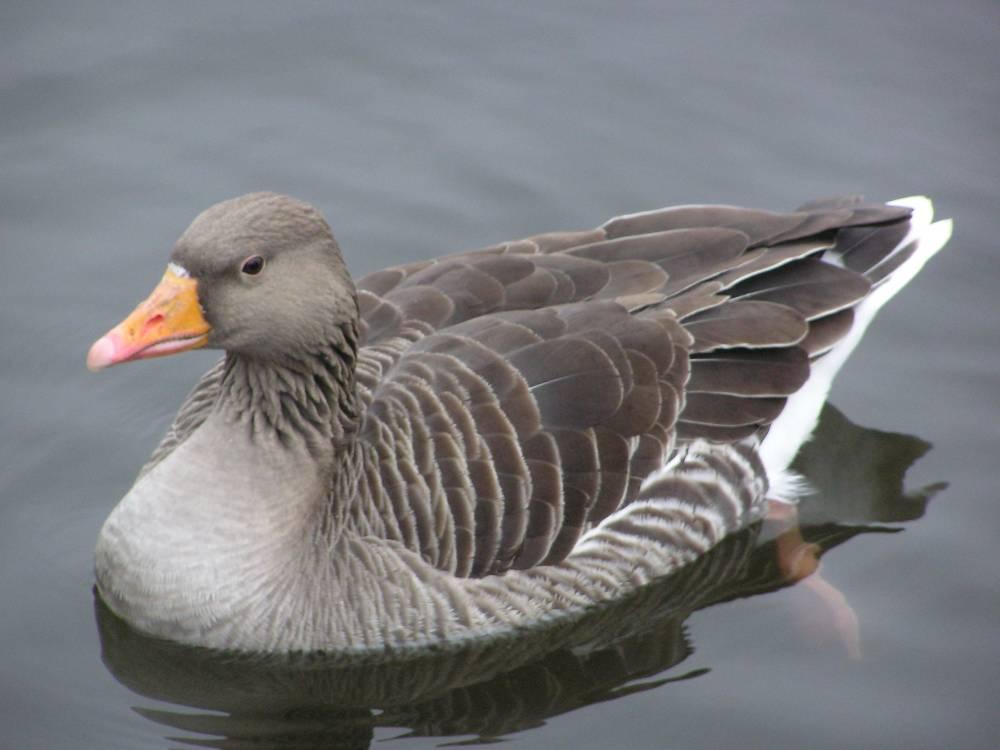 Fri inflygning för änder och gäss som betar på åkermarkerna runt Ändsjön! Hösten 2007 utfördes en röjning av den mark som är aktuell som strandbete.