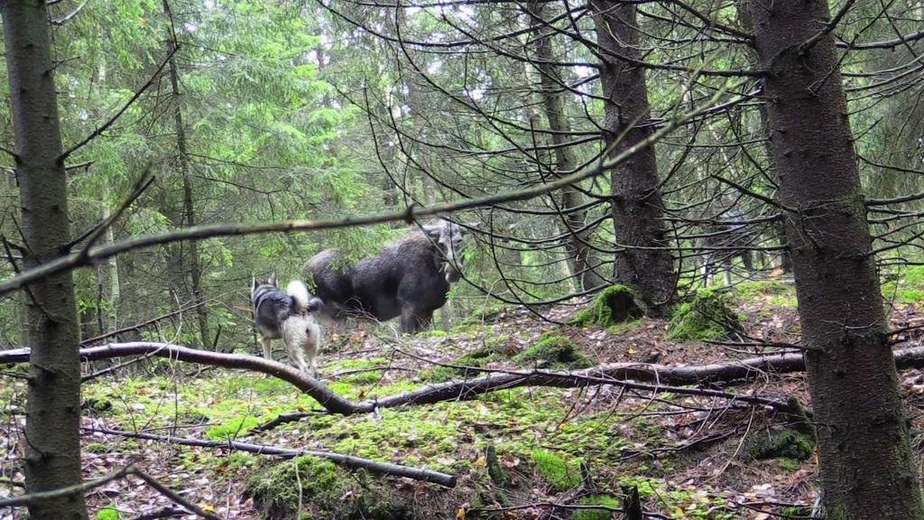 Att förvalta dessa urgamla jaktegenskaper hos våra Jämthundar kräver att vi har ett gemensamt jaktligt avelsmål.