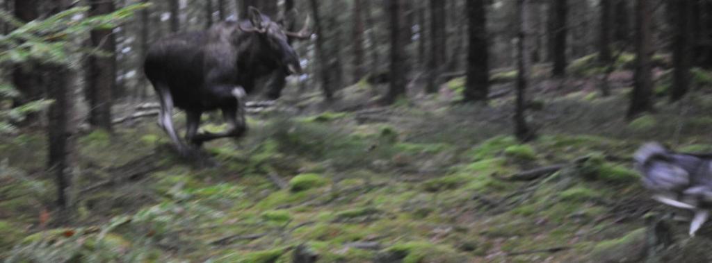 Mentalitet Det ställs stora mentala krav på våra jämthundar. De skall tåla en attack från en ilsken älg. Mentaliteten varierar men är inget stort problem.